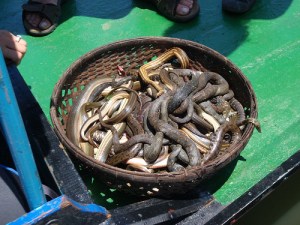 "Nooooooooooo... anything but Excel!"