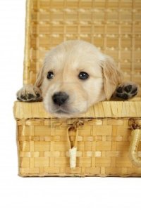 As you can see, I have extensive box experience. 