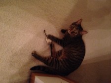 I WILL NEVER LEAVE YOU ALONE.