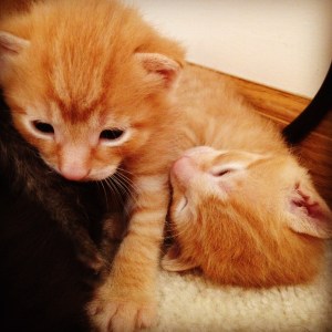 I’ll try to make it funny, I promise. Here’s a picture of a kitten.