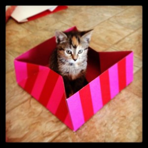 Sorry. Here’s another kitten... in a box!