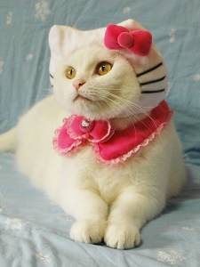 I'm guessing cat cosplay.